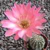 Echinopsis