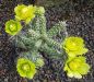 Cylindropuntia whipplei Würzburg