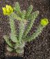 Cylindropuntia whipplei Würzburg