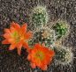 Echinocereus coccineus