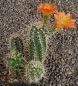 Echinocereus coccineus