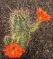 Echinocereus coccineus