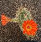 Echinocereus coccineus