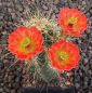 Echinocereus coccineus New Mexico MAO432