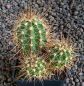 Echinocereus coccineus New Mexico MAO432