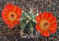 Echinocereus coccineus paucispinus MAO184