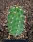 Echinocereus coccineus paucispinus MAO184