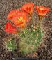 Echinocereus coccineus Sandoval SB344