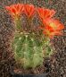 Echinocereus coccineus Sandoval SB344