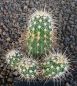 Echinocereus engelmannii mombergerianus MAO268