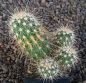 Echinocereus engelmannii mombergerianus MAO268