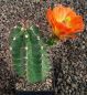 Echinocereus gurneyi