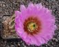 Echinocereus reichenbachii