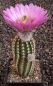 Echinocereus reichenbachii