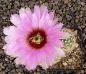 Echinocereus reichenbachii