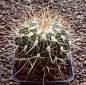 Echinofossulocactus