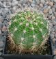 Echinopsis Hybr. Nr. 186