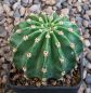 Echinopsis Hybr. Nr. 078