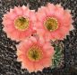 Echinopsis Hybr. Nr. 078