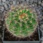 Echinopsis Hybr. Frolic