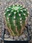 Echinopsis Hybr. Nr. hb222