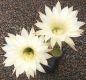 Echinopsis Hybr. Nr. hb222