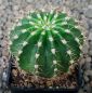 Echinopsis Hybr. Nr. hb222