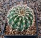 Echinopsis Hybr. Nr. hb39