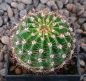 Echinopsis Hybr