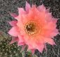 Echinopsis Hybr. Nr. hb48