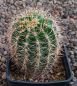 Echinopsis Hybr. Nr. hb48