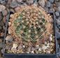 Echinopsis Hybr. Nr. hb61