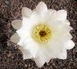 Echinopsis leucantha