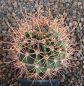 Echinopsis leucantha