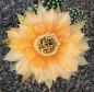 Echinopsis Hybr. Orange Paramount 383