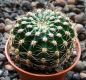 Echinopsis Hybr. Orange Paramount 383