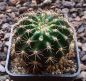 Echinopsis Hybr. Rheingold 242 Pik As