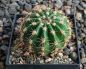 Echinopsis Hybr. Rheingold 244 Herz Dame