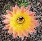 Echinopsis Hybr. Rheingold 244 Herz Dame