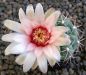 Gymnocalycium