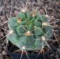 Gymnocalycium