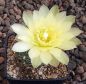 Gymnocalycium Attersee Hybr