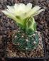 Gymnocalycium Attersee Hybr