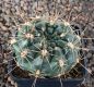 Gymnocalycium Attersee Hybr