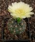 Gymnocalycium Attersee Hybr