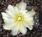 Gymnocalycium Attersee Hybr