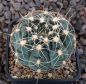 Gymnocalycium Attersee Hybr