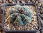 Gymnocalycium baldianum P127