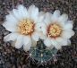 Gymnocalycium gibbosum