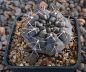 Gymnocalycium gibbosum Rio Chubut SAR513